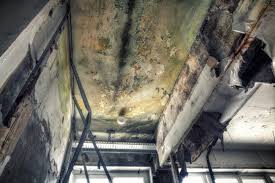 Best Real Estate Mold Inspection  in Mattoon, IL